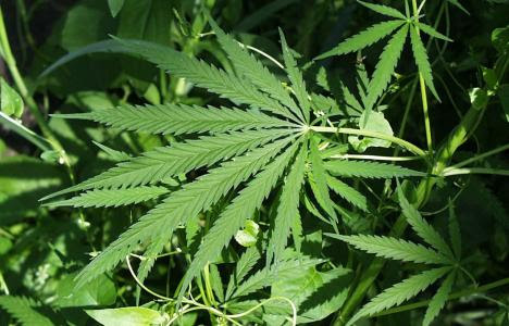 Marijuana conversation moves forward in CARICOM