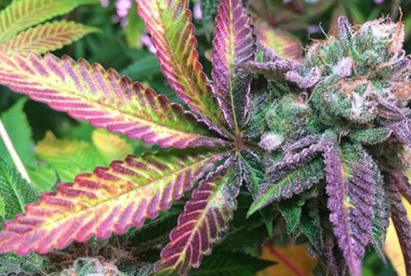 Is Jeff Sessions’ Objection to Marijuana Racially Motivated?