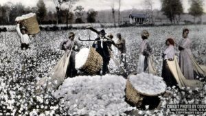 Cotton Plantation