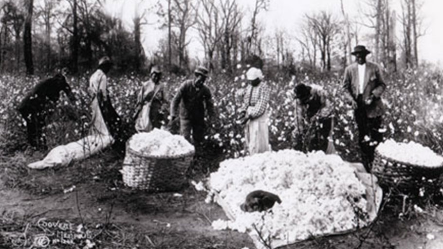 Cotton Harvest with dog lying in pile of cotton. Six pickers face toward the camera. On the far left is the presumed plantation owner holding still for Coovert's exposure