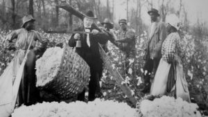 Cotton weighing during harvest time in the Mississippi Delta