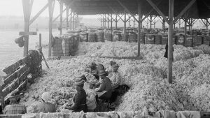 Cotton and Slaves