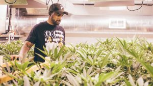 A billion-dollar industry, a racist legacy: being black and growing pot in America