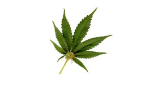 Marijuana Leaf