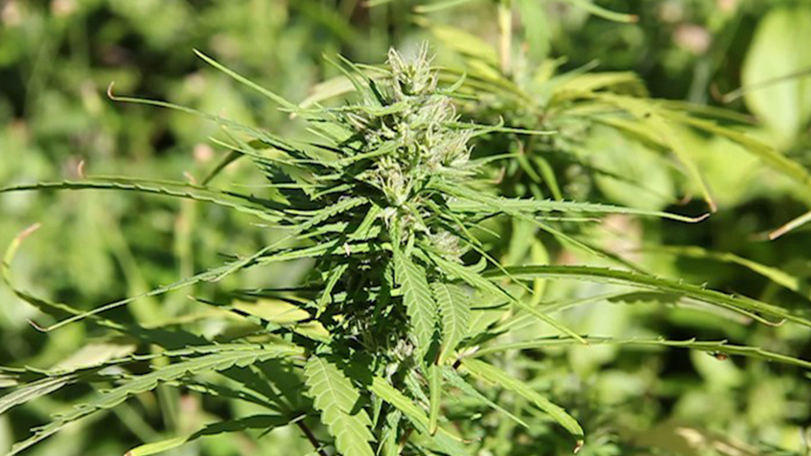 Marijuana production and sustainable development in the Caribbean: Is it feasible?