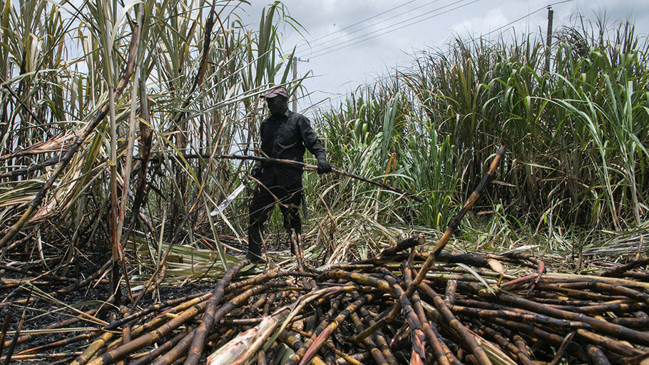 A worker cutting sugar-cane in the Dominican Republic