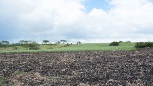 The Newton Slave Burial Ground, bordered by sugar cane on the edge of an industrial estate in the Christ Church Parish.