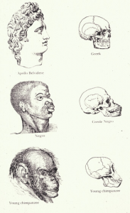 Illustration from Indigenous Races of the Earth (1857), whose authors, Josiah Clark Nott and George Robbins Gliddon, implied that “negroes” were inferior to white Europeans.