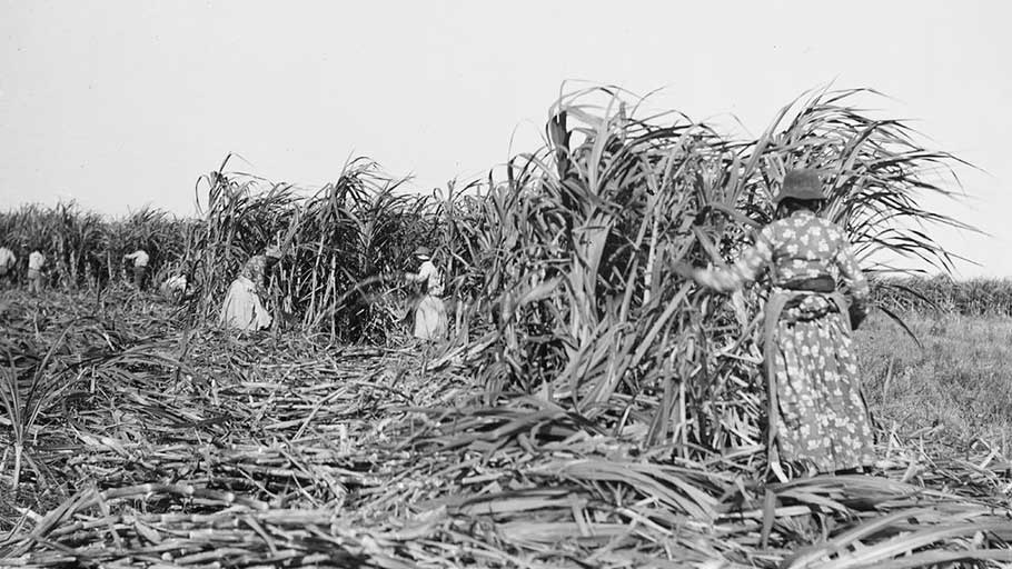 Sugar cane being harvested in Louisiana in the late 1800s.