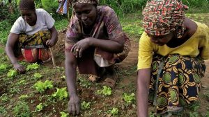 Josephine Kaya, a woman from a rural farming community, works with others at the field.