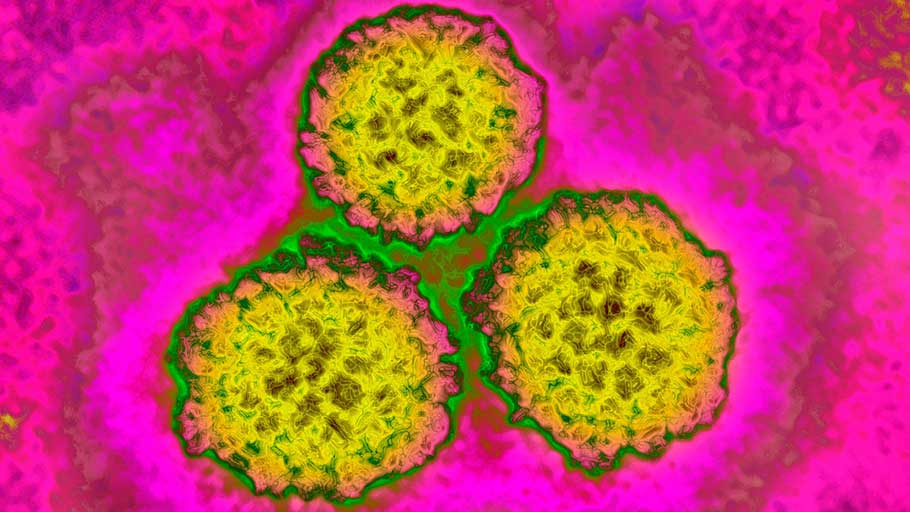 The human papillomavirus (HPV), which causes virtually all cervical cancers.