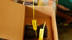 Bundles of vanilla pods with QR codes that can be scanned to digitize the supply chain.