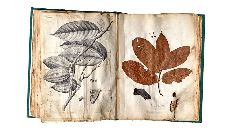 Hans Sloane collected this specimen of cacao in Jamaica in the 1680s. Sloane often collected on or near slave plantations, taking advantage of slavery’s infrastructure to advance his science.