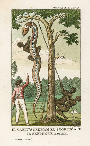 European scientists in South America often relied on black or native people to collect for them. In an illustration from 1806, three Africans in Suriname kill and flay a gigantic snake while a European scientist stands back and directs.