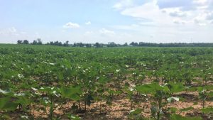 Cotton plants soak up the sun at a farm still operating in Limestone County.