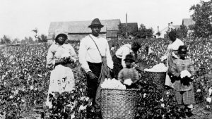 Slavery Cotton Field