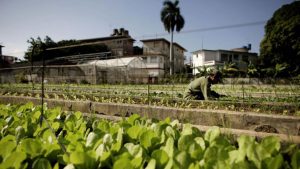 Cuba Agriculture