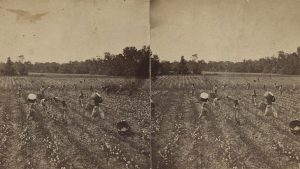 Cotton Picking Alabama