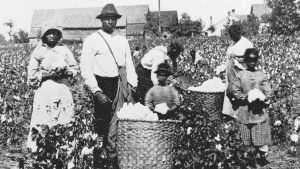 Cotton Fields