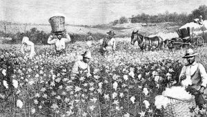 Cotton Picking