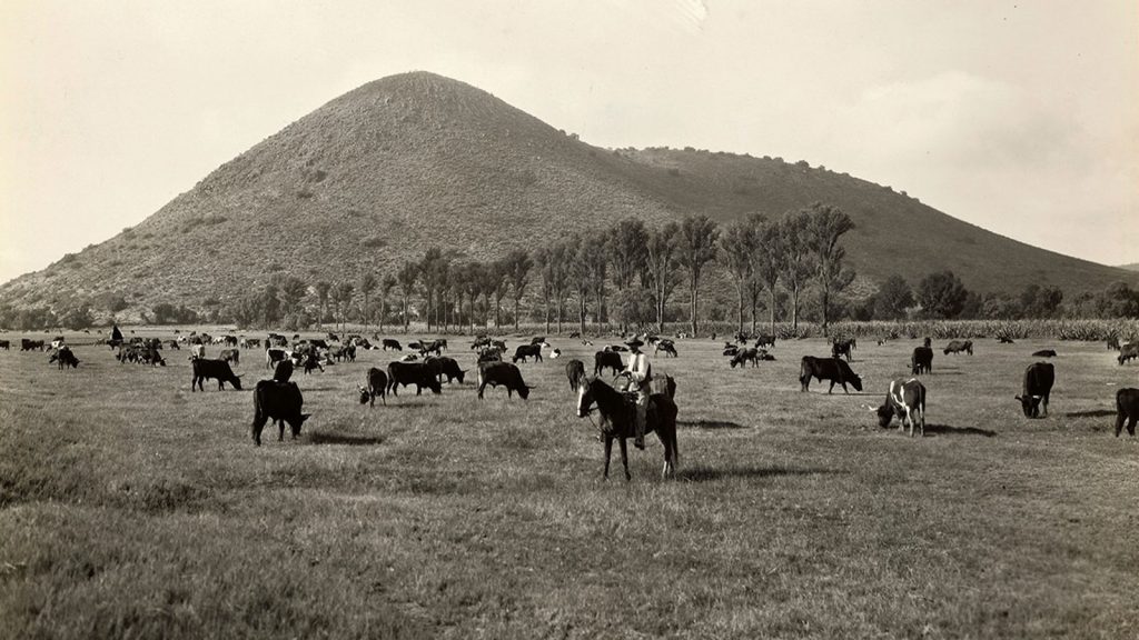 Cattle graze near a cowboy in Mexico in this undated photograph.