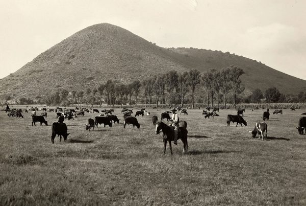 Cattle graze near a cowboy in Mexico in this undated photograph.