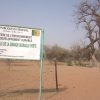 One of the Great Green Wall areas in Senegal where trees are struggling to grow. Courtesy Annah Zhu