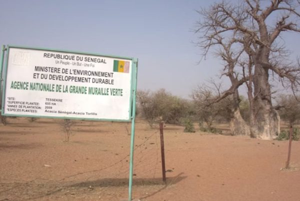 One of the Great Green Wall areas in Senegal where trees are struggling to grow. Courtesy Annah Zhu