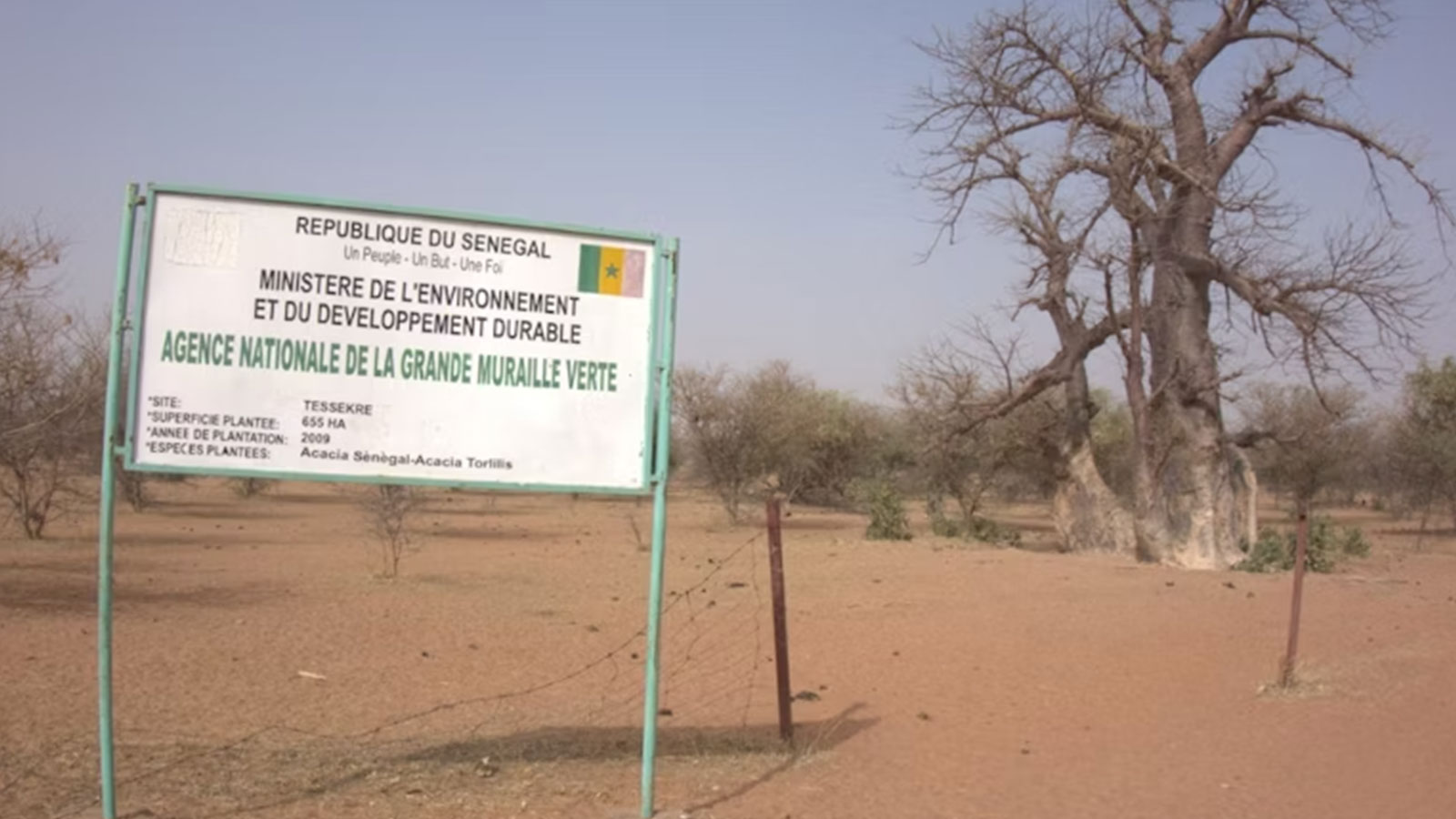 Africa’s ‘great green wall’ is stalling: in Senegal very few planted areas show progress