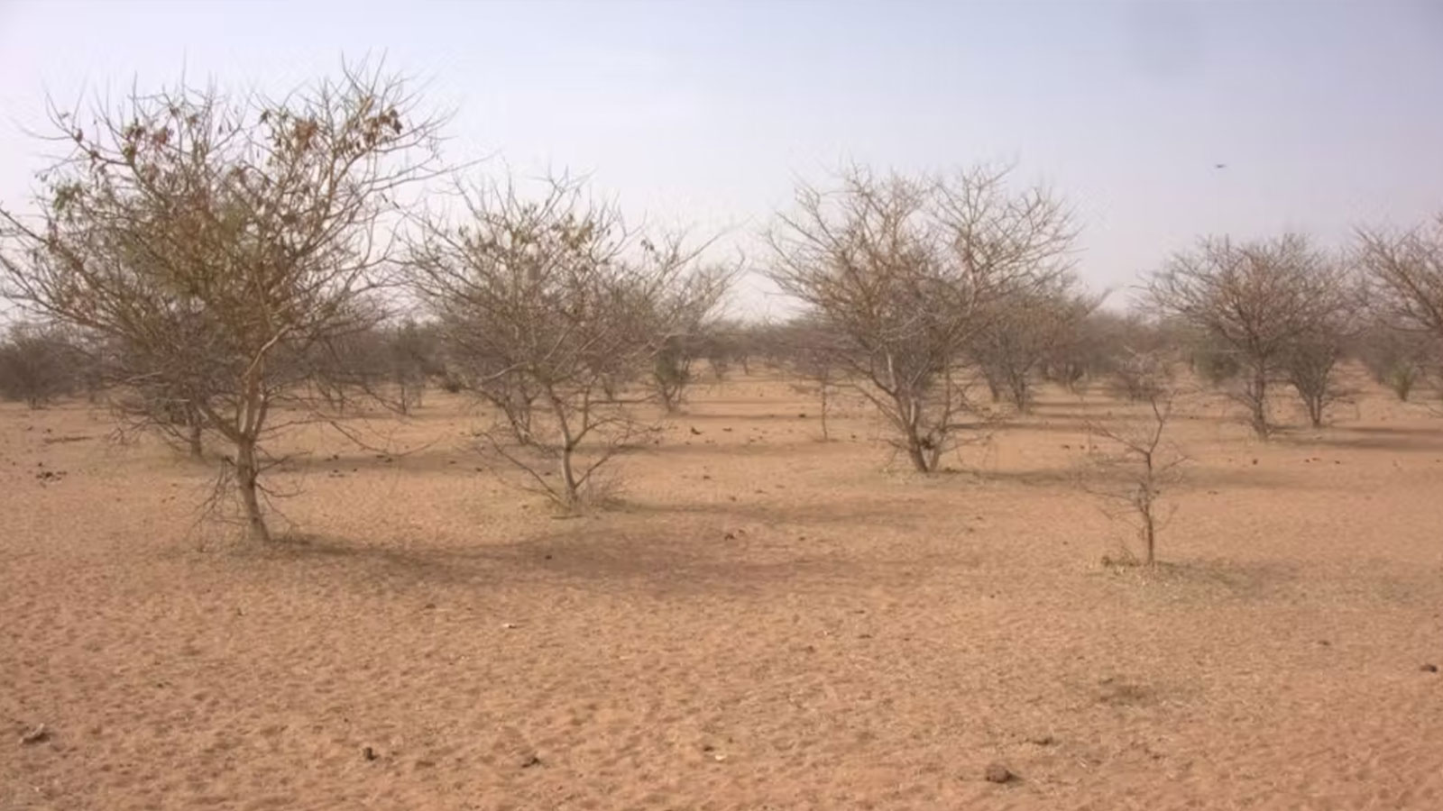 A reforestation plot in Senegal. Courtesy Annah Zhu