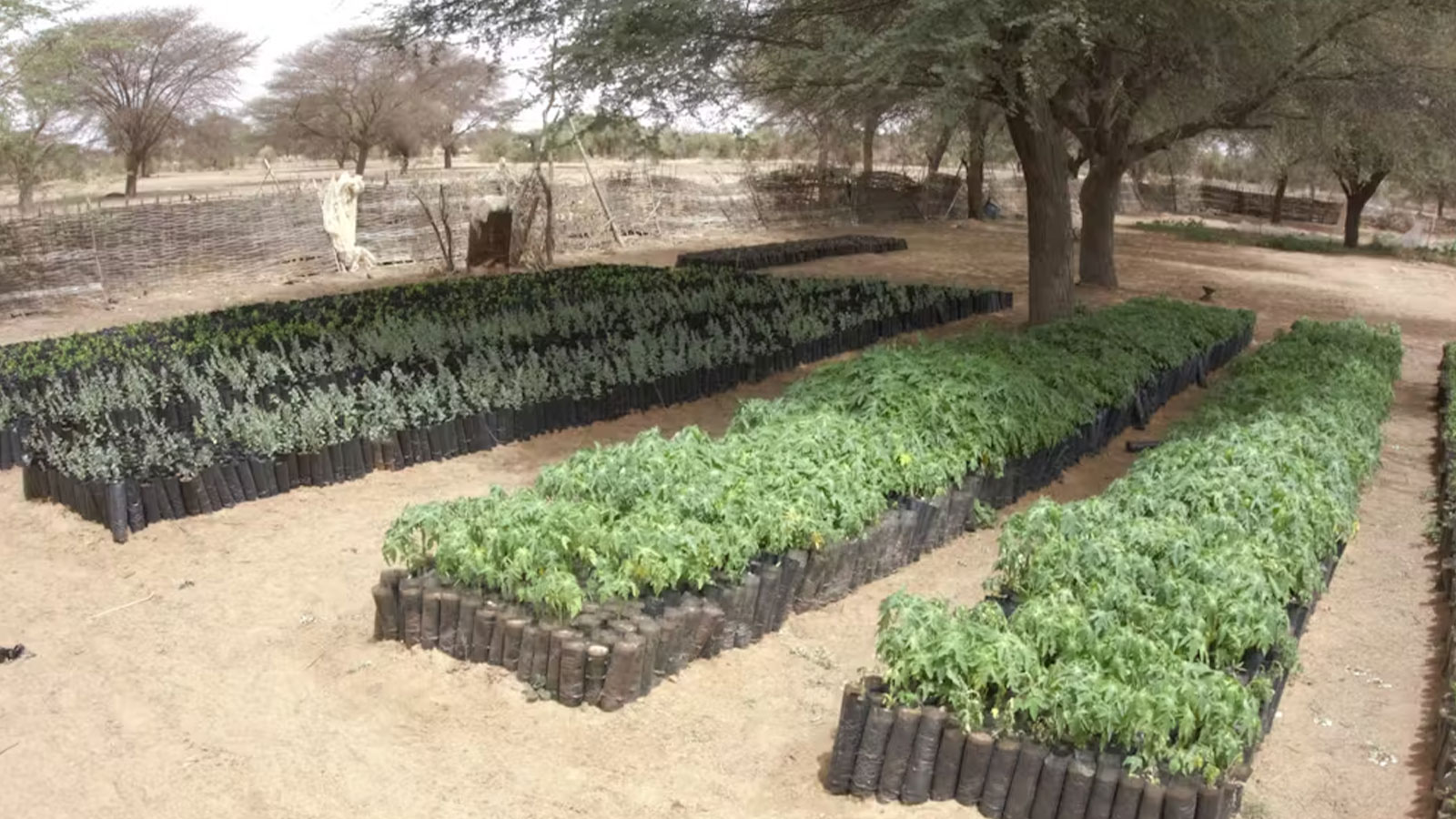 A tree sapling nursery in Senegal. Courtesy Annah Zhu